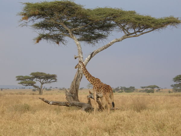 Giraffe at the serengeti