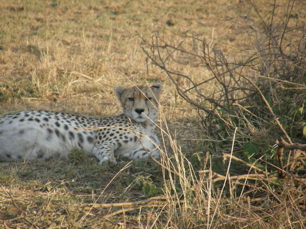 Pregnant female cheetah