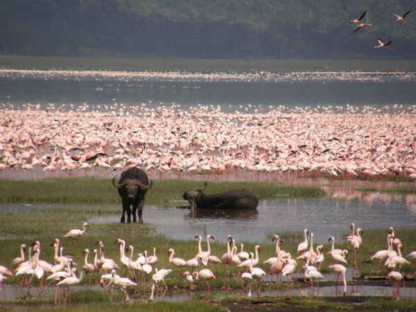 Nakuru lake