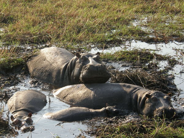 Snoozing Hippos