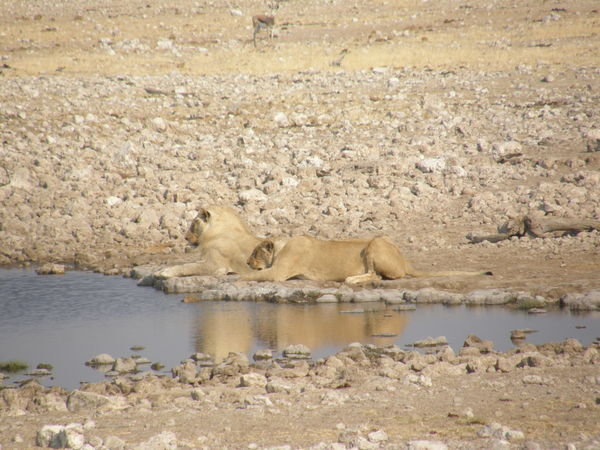Too hot even for the lions