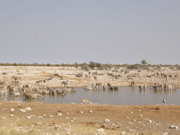Etosha in the dry season