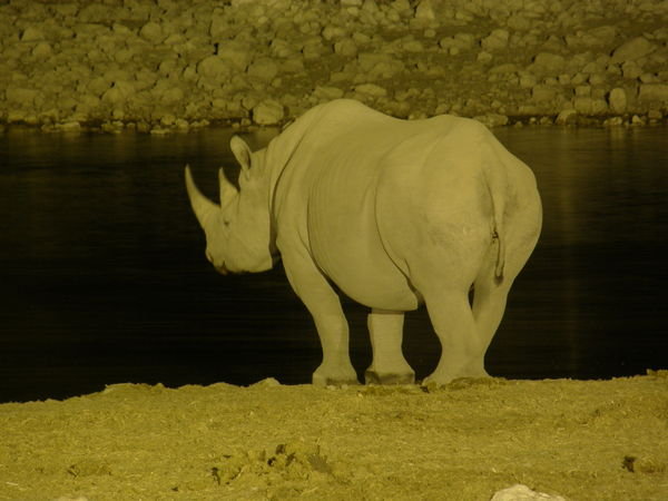Rhino at Etosha