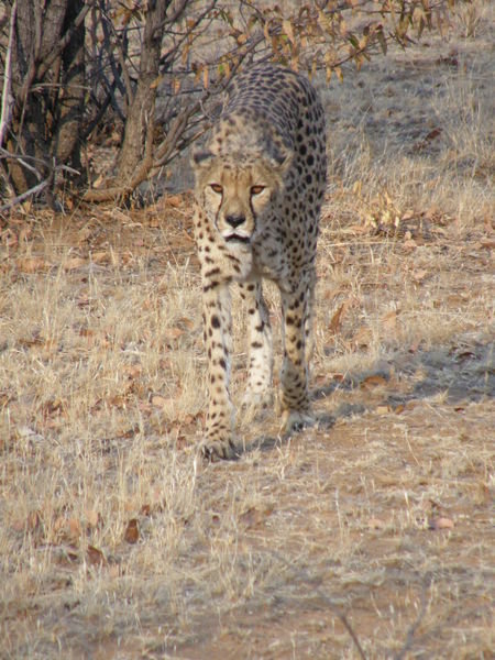 Wild hungry cheetah