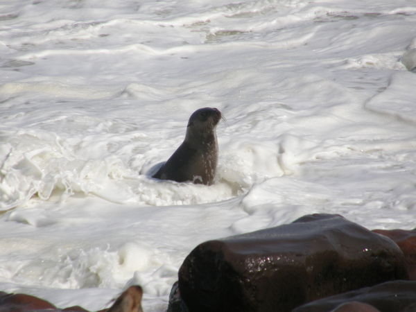 Cape cross seal colony