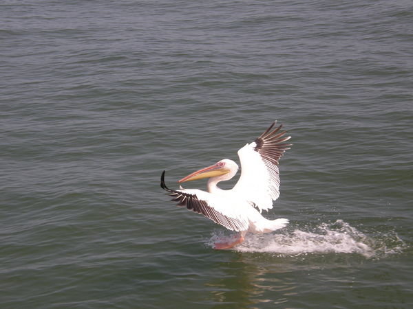 Pelicans landing