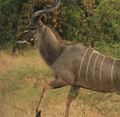 2023-05-13 Kudu - Zambia national animal