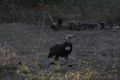 2023-05-13 Vulture & African wild dog