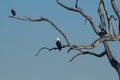 2023-05-14 African Fish Eagle