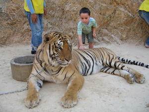 Petting a Tiger