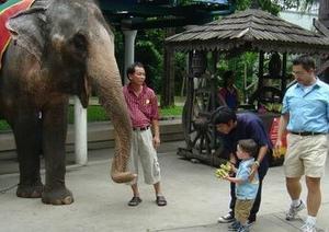 Max feeding elephants