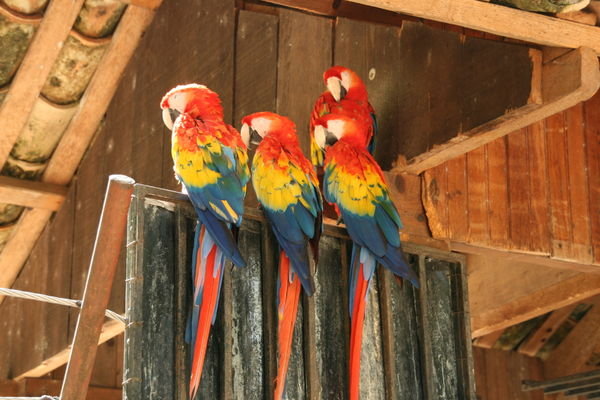Macaws in the Park