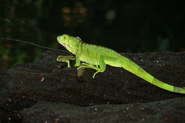 Bright green Iguana