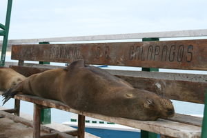 Welcome to Galapagos