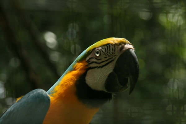 AmaZoonica