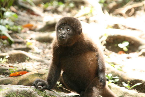 Monkey at AmaZoonica