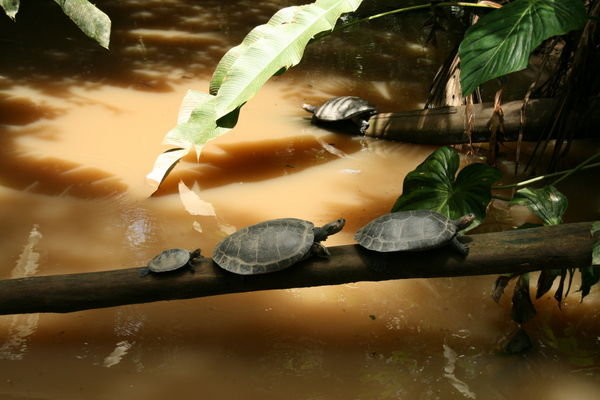 Turtles all in a row