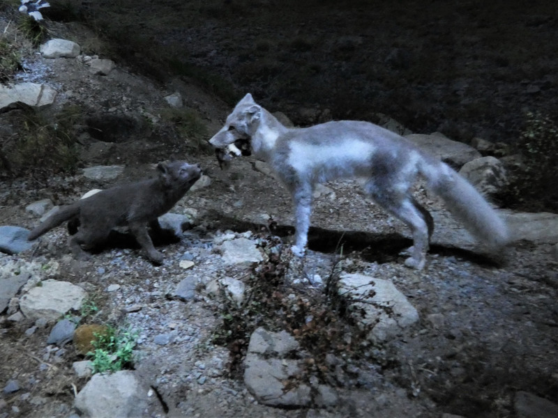 Arctic Fox in Museum