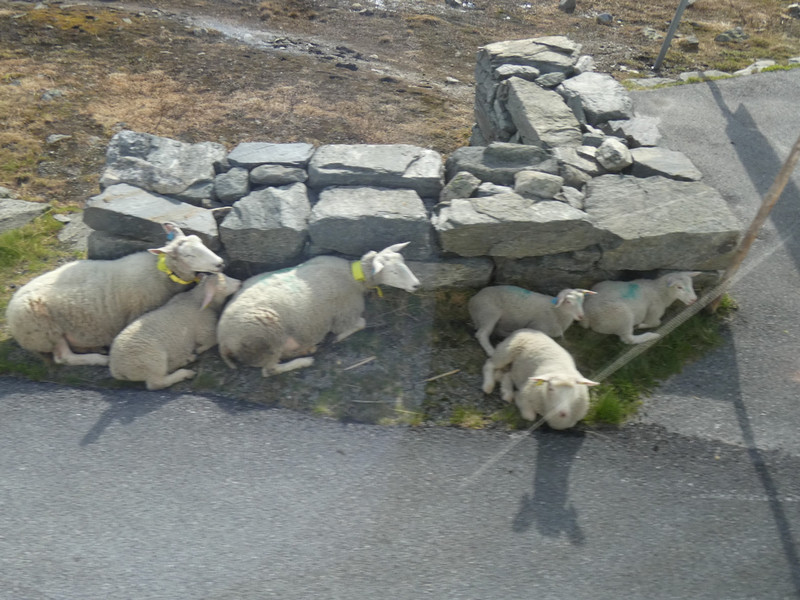 Sheep on Roadside