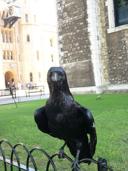 One of the Tower Ravens