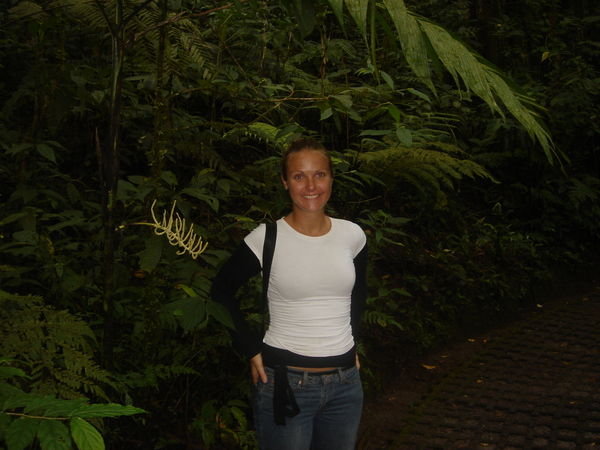 In the rainforest  in Monteverde