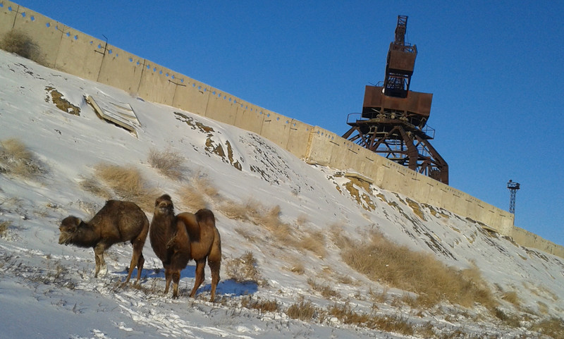 Aralsk: Cammelli nel lago