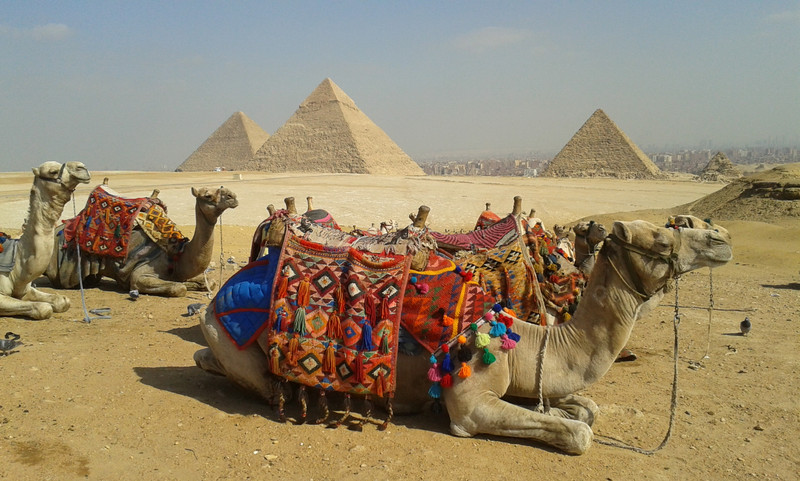 Giza: cammelli e piramidi