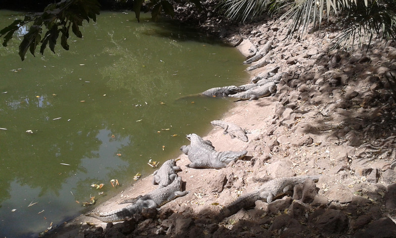 I coccodrilli sacri di Bakau