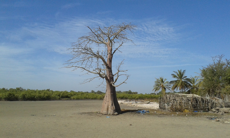 Baobab solitario