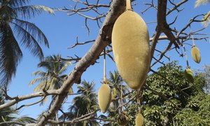 Frutto del baobab