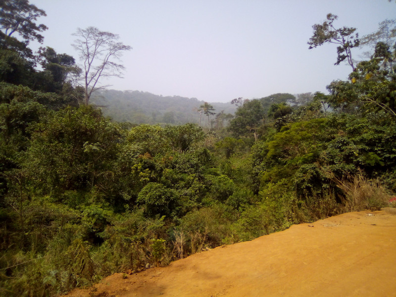 La foresta della Sierra Leone