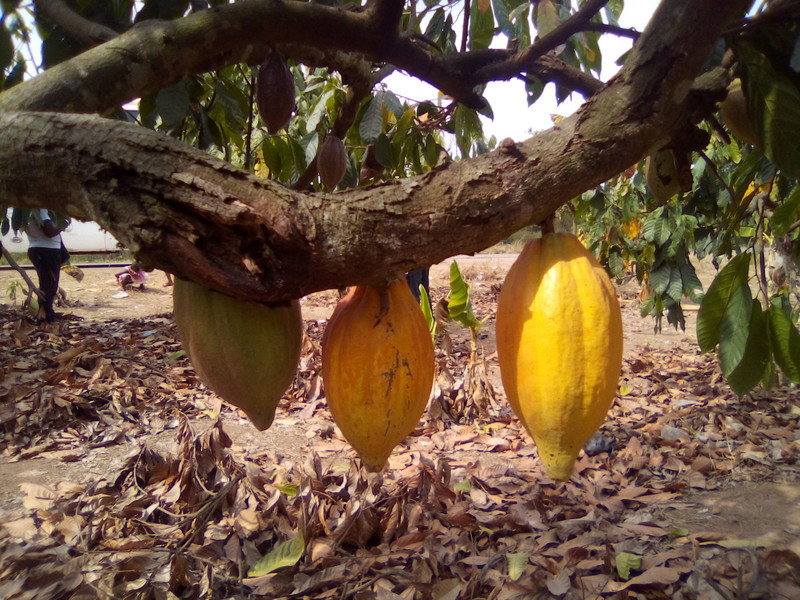 Costa d'Avorio, il primo produttore al mondo do cacao