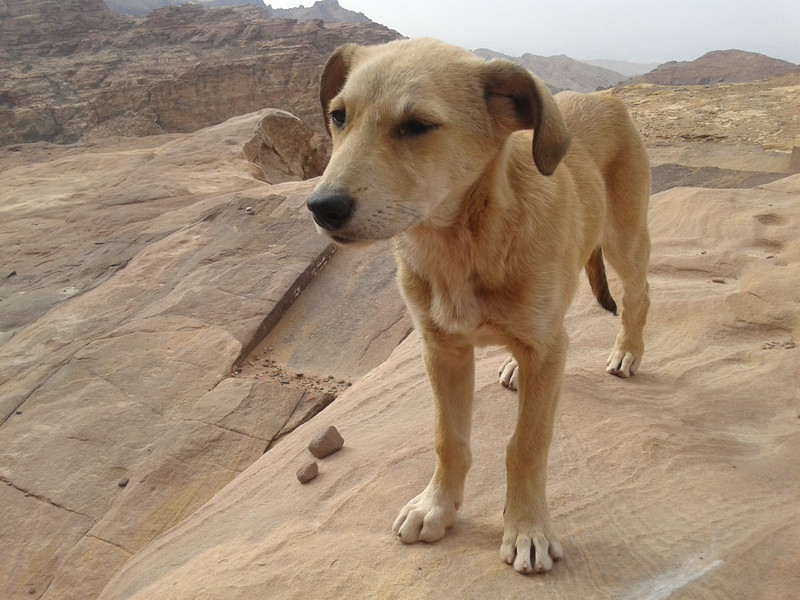 Cane di Petra