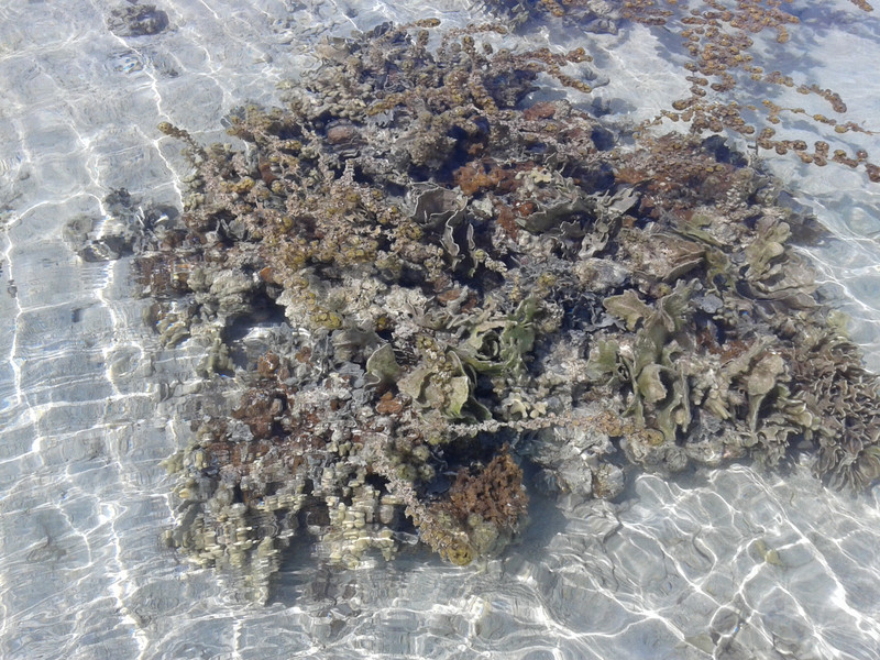 Isole Farasan: coralli