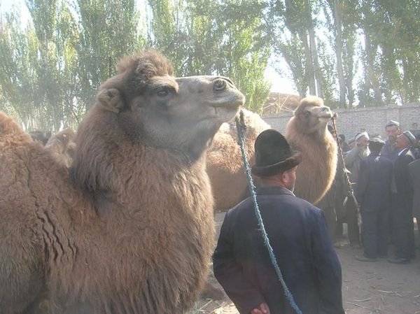 Kashgar: ancora un mercato, ancora cammelli in vendita