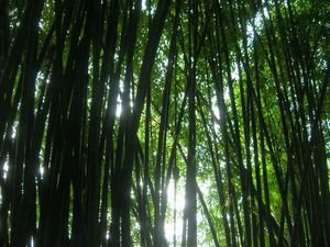 Leshan: foresta di bambu'