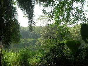 Xishuangbanna': foresta tropicale