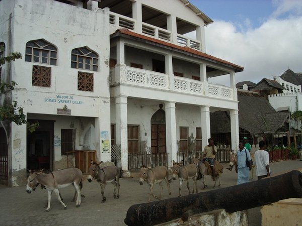 Lamu: asini per viaggiare a terra