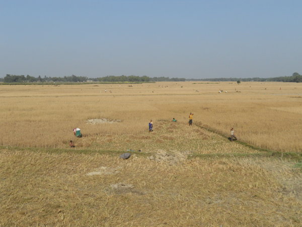 La mietitura del riso nelle pianure dell'Assam
