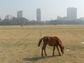 Maidan: il selvaggio Central-Park di Kolkata