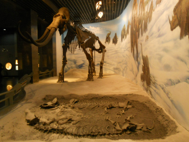 Hohhot: scheletro di mammuth nel museo provinciale