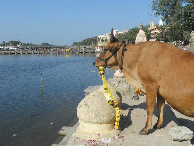 Ujjain: tutti offrono fiori al sacro fiume Kshipra