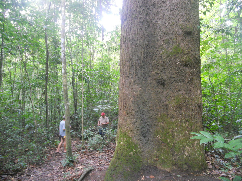 Foresta di Tapajos: un albero colossale
