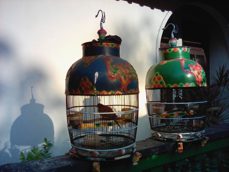 Yogyakarta: gabbie con uccelli canterini