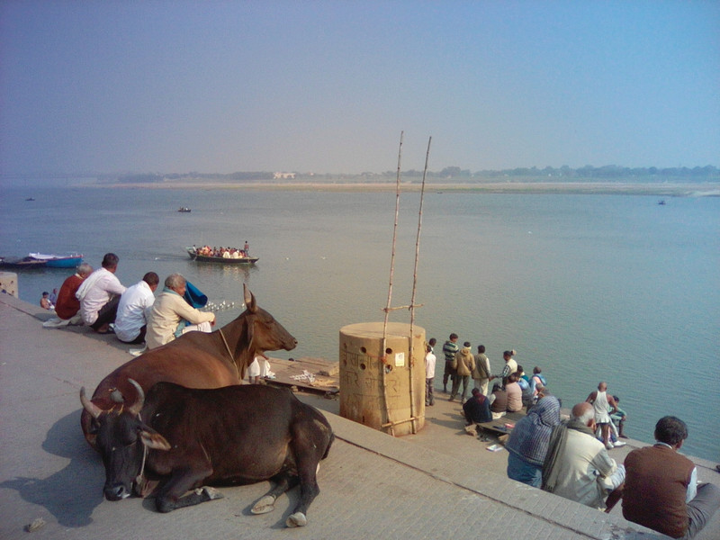Vacche del Gange