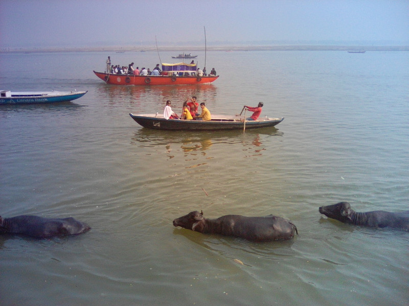 Bufali del Gange