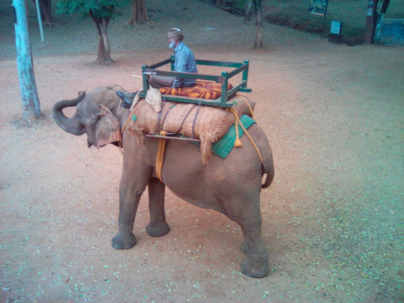 Betla - elefante al lavoro