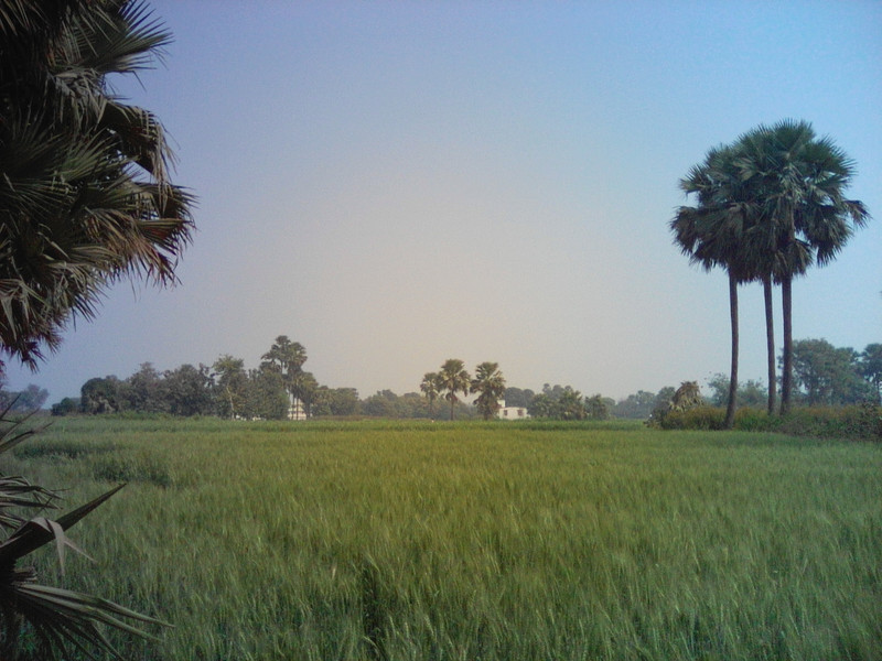 La fertile pianura del Bihar