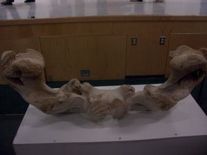 Bowhead whale carving