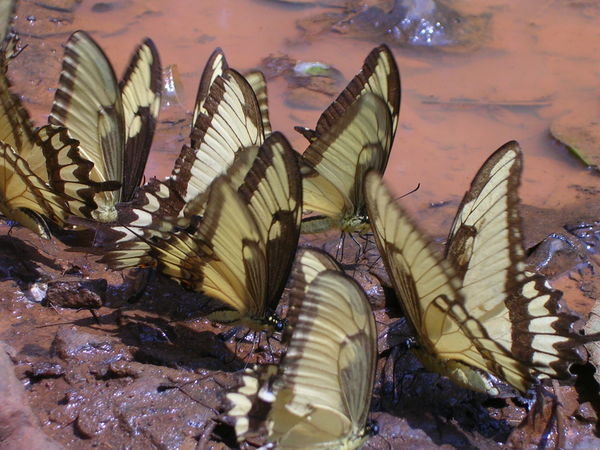 Butterflies at Iguazú